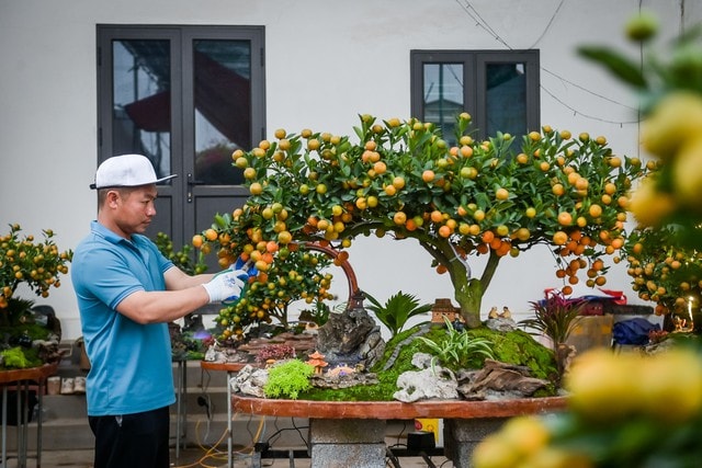 Cách chọn cây quất cảnh trưng Tết bền đẹp- Ảnh 1.