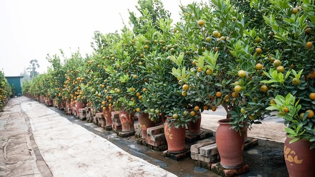 Cách chọn cây quất cảnh trưng Tết bền đẹp- Ảnh 2.