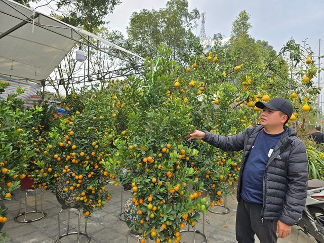 Hoa, cây cảnh tràn ngập trên các tuyến phố ở Thanh Hóa- Ảnh 2. Hoa, cây cảnh tràn ngập trên các tuyến phố ở Thanh Hóa- Ảnh 2.