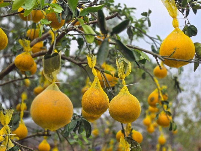 Hoa, cây cảnh tràn ngập trên các tuyến phố ở Thanh Hóa- Ảnh 3. Hoa, cây cảnh tràn ngập trên các tuyến phố ở Thanh Hóa- Ảnh 3.