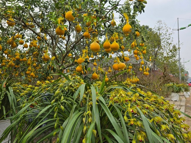 Hoa, cây cảnh tràn ngập trên các tuyến phố ở Thanh Hóa- Ảnh 5. Hoa, cây cảnh tràn ngập trên các tuyến phố ở Thanh Hóa- Ảnh 5.