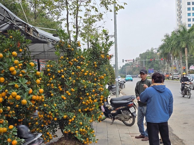Hoa, cây cảnh tràn ngập trên các tuyến phố ở Thanh Hóa- Ảnh 4. Hoa, cây cảnh tràn ngập trên các tuyến phố ở Thanh Hóa- Ảnh 4.