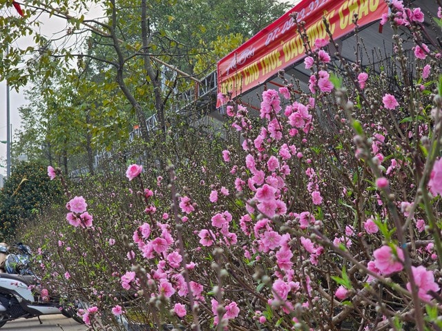 Hoa, cây cảnh tràn ngập trên các tuyến phố ở Thanh Hóa- Ảnh 6. Hoa, cây cảnh tràn ngập trên các tuyến phố ở Thanh Hóa- Ảnh 6.