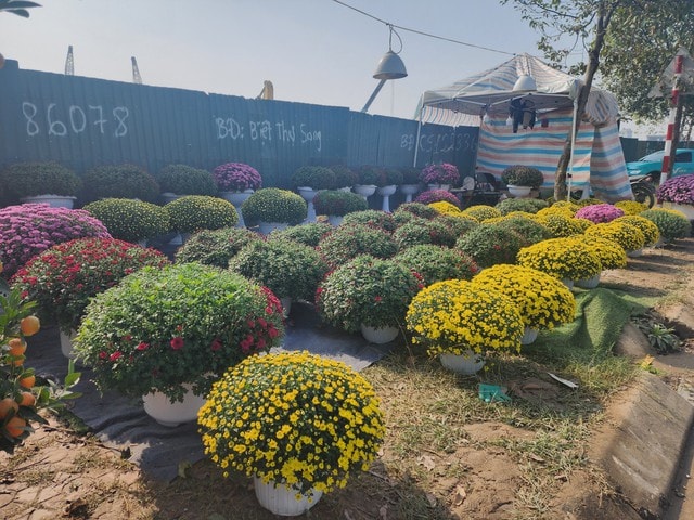 Hoa, cây cảnh tràn ngập trên các tuyến phố ở Thanh Hóa- Ảnh 7. Hoa, cây cảnh tràn ngập trên các tuyến phố ở Thanh Hóa- Ảnh 7.