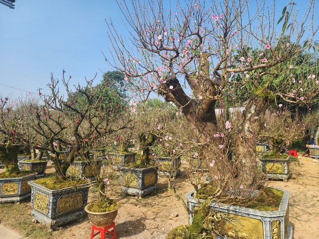 Hoa, cây cảnh tràn ngập trên các tuyến phố ở Thanh Hóa- Ảnh 1. Hoa, cây cảnh tràn ngập trên các tuyến phố ở Thanh Hóa- Ảnh 1.