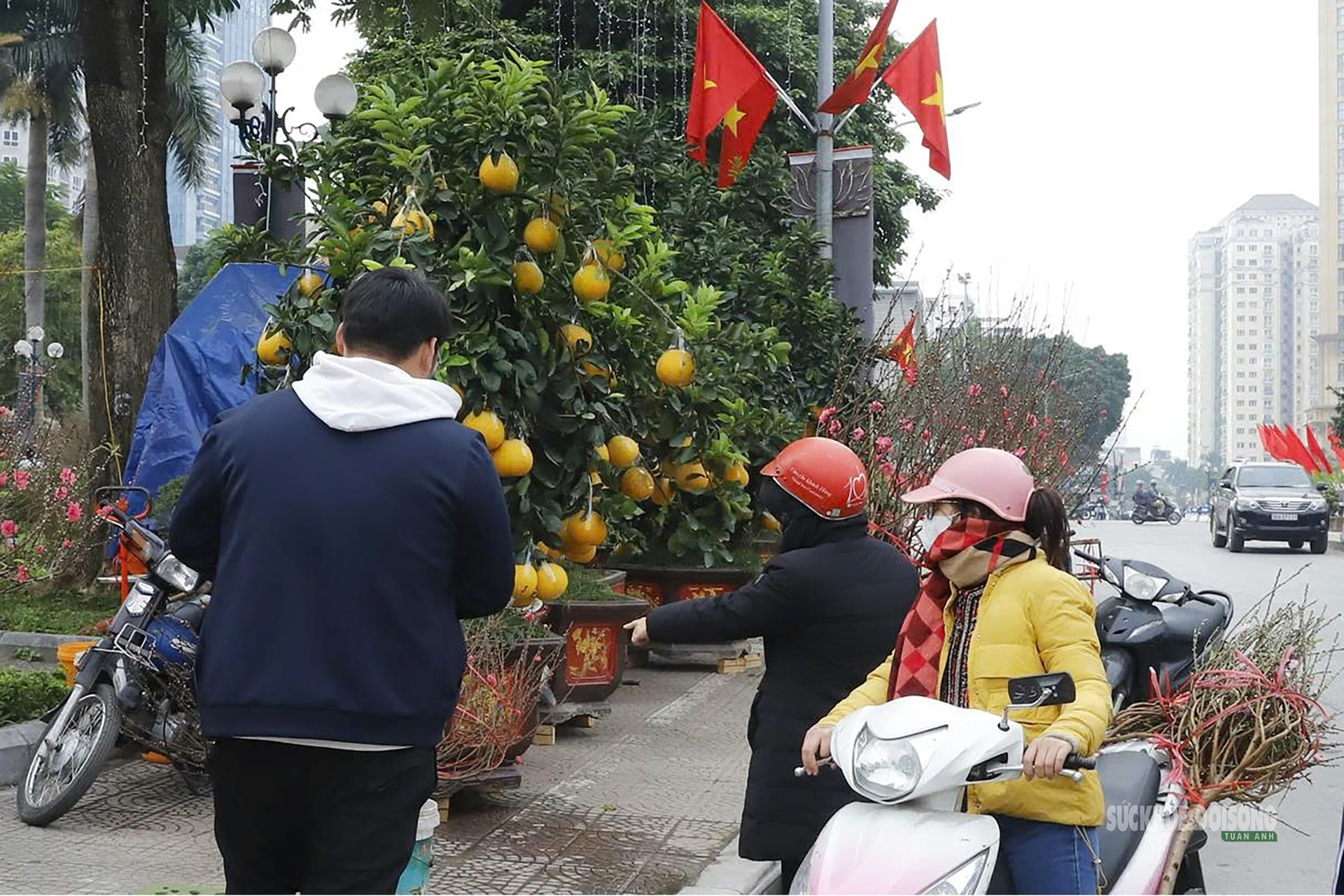 Bưởi vàng xuống phố, báo hiệu mùa Tết đã rất gần- Ảnh 3.