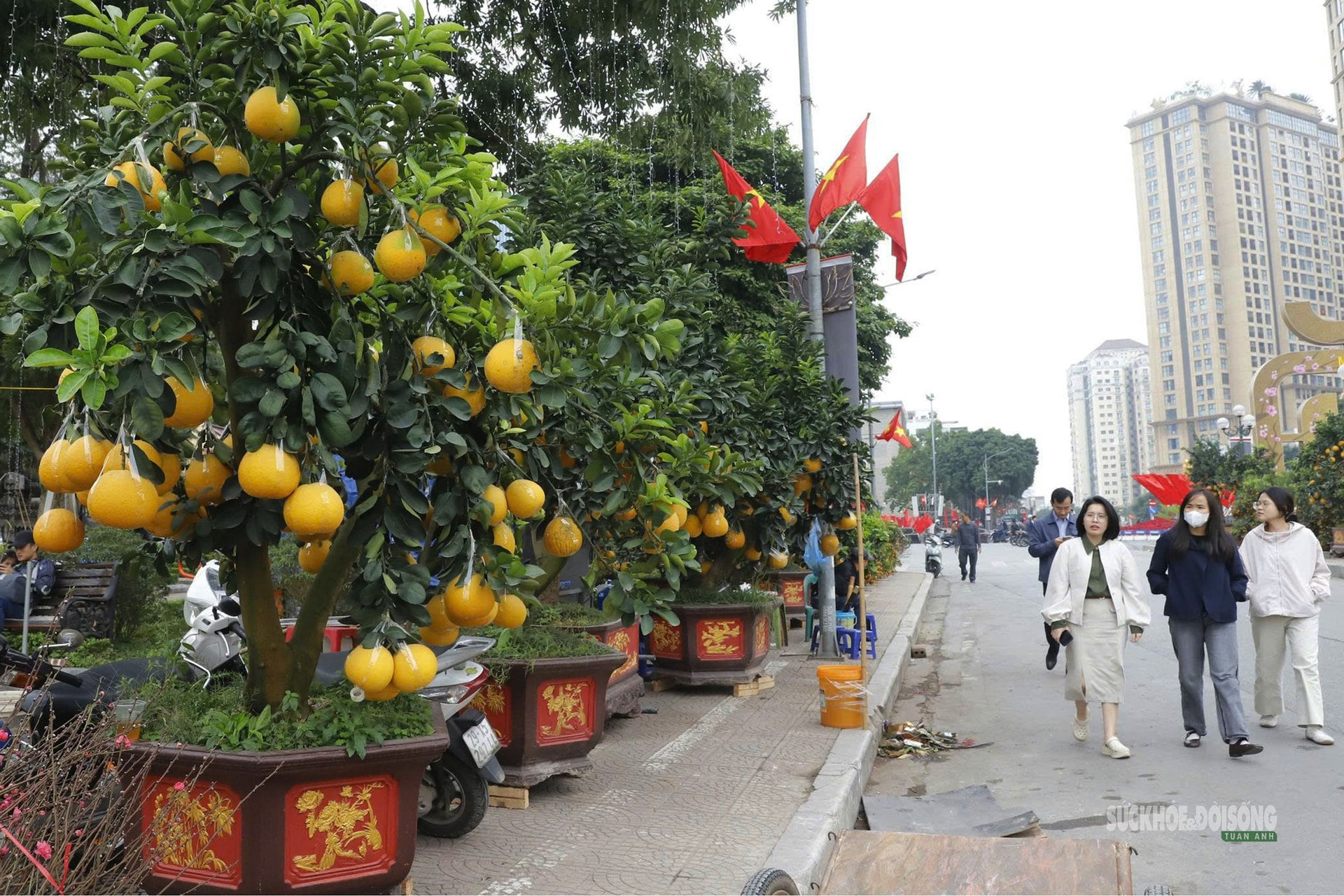 Bưởi vàng xuống phố, báo hiệu mùa Tết đã rất gần- Ảnh 1.