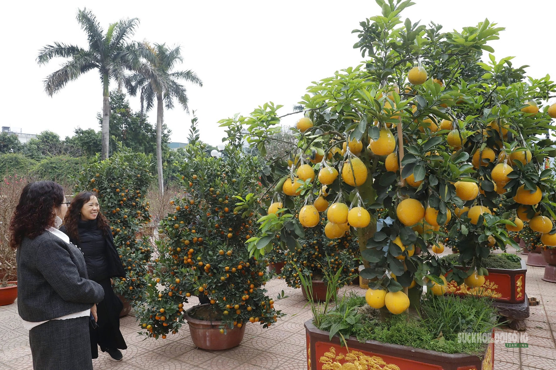 Bưởi vàng xuống phố, báo hiệu mùa Tết đã rất gần- Ảnh 5.