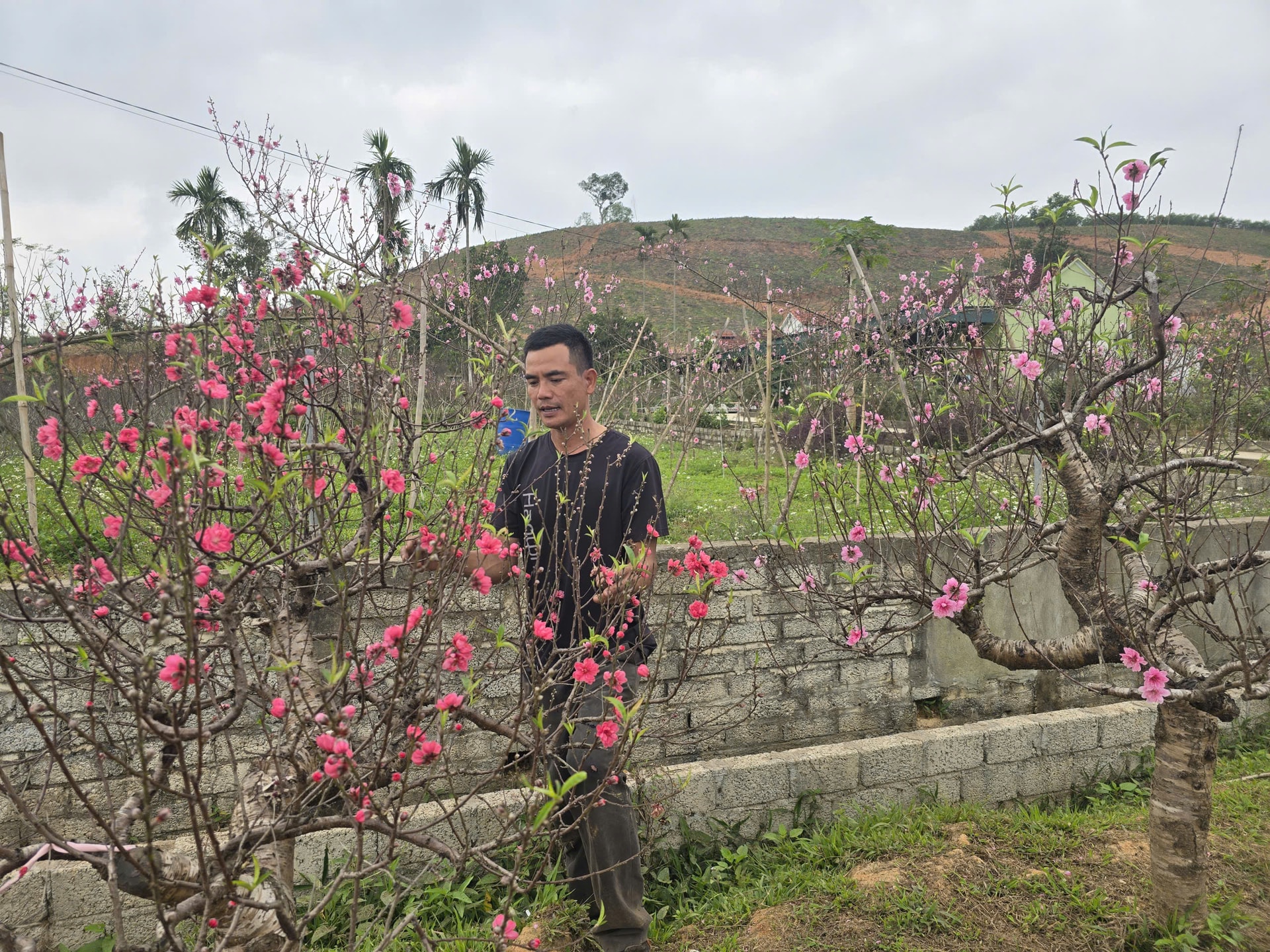 Đào nở đỏ rực trước Tết, chủ vườn đứng ngồi không yên- Ảnh 2. Đào nở đỏ rực trước Tết, chủ vườn đứng ngồi không yên- Ảnh 2.