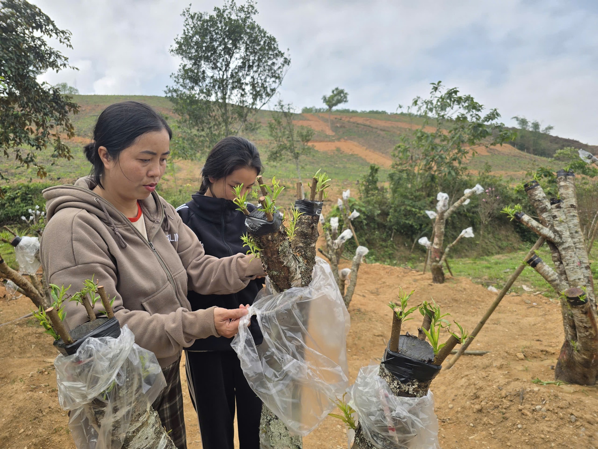 Đào nở đỏ rực trước Tết, chủ vườn đứng ngồi không yên- Ảnh 14. Đào nở đỏ rực trước Tết, chủ vườn đứng ngồi không yên- Ảnh 14.