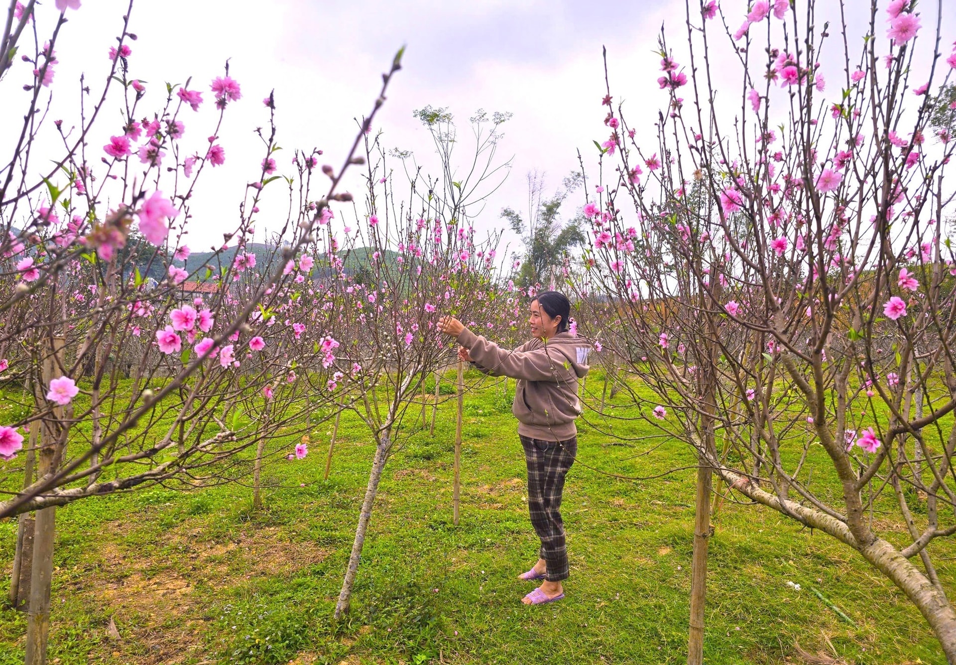 Đào nở đỏ rực trước Tết, chủ vườn đứng ngồi không yên- Ảnh 3. Đào nở đỏ rực trước Tết, chủ vườn đứng ngồi không yên- Ảnh 3.