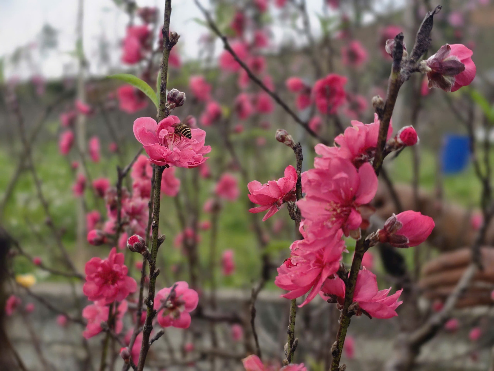 Đào nở đỏ rực trước Tết, chủ vườn đứng ngồi không yên- Ảnh 12. Đào nở đỏ rực trước Tết, chủ vườn đứng ngồi không yên- Ảnh 12.