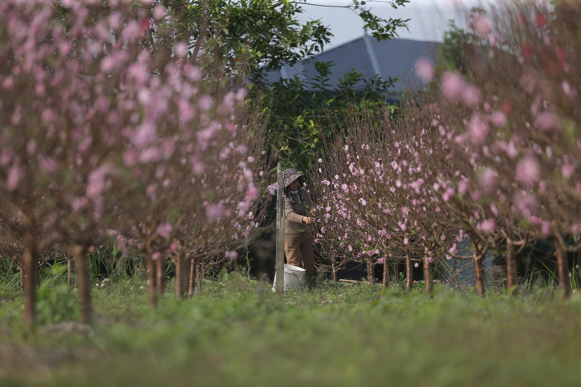 Đào nở đỏ rực trước Tết, chủ vườn đứng ngồi không yên- Ảnh 1. Đào nở đỏ rực trước Tết, chủ vườn đứng ngồi không yên- Ảnh 1.