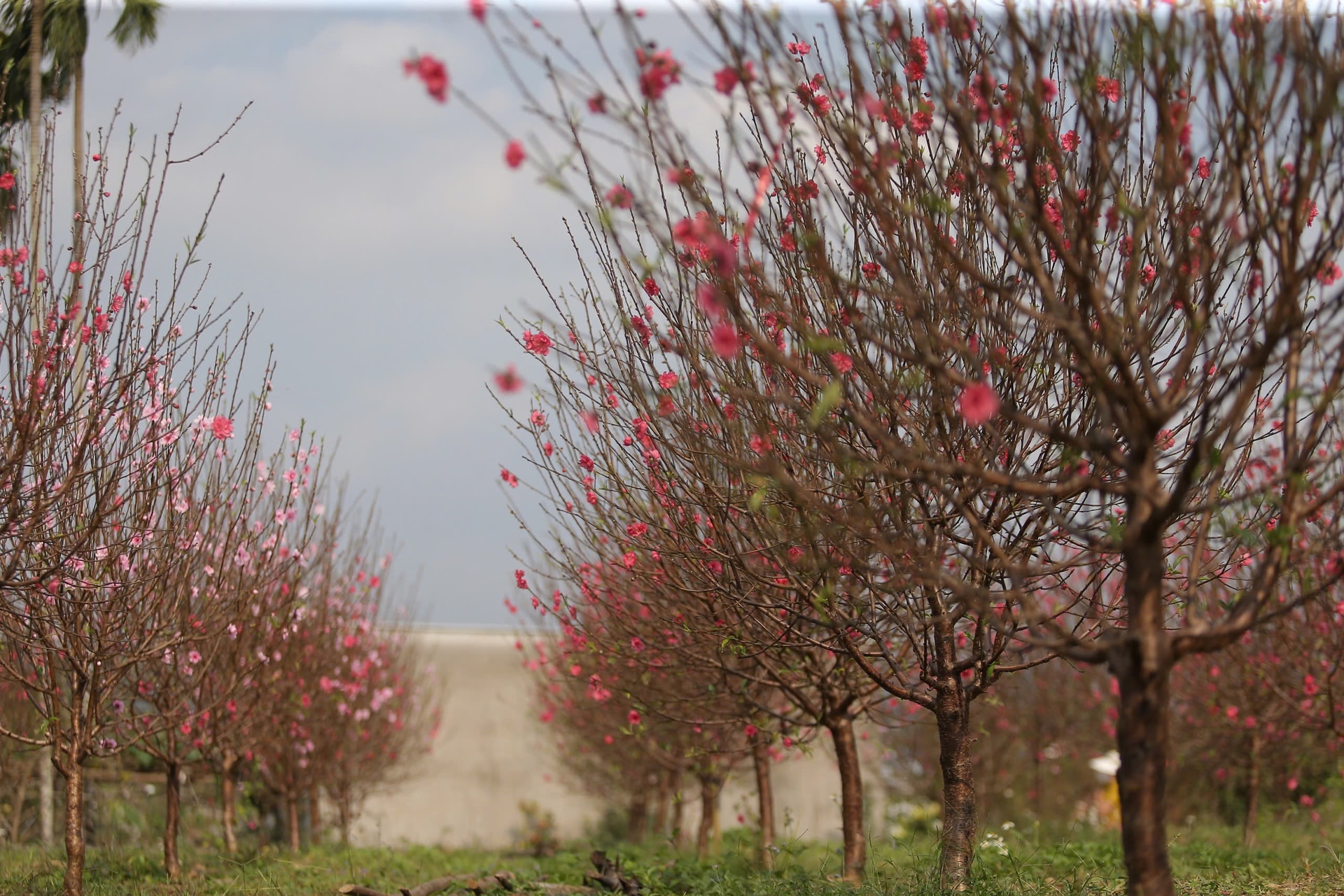 Đào nở đỏ rực trước Tết, chủ vườn đứng ngồi không yên- Ảnh 13. Đào nở đỏ rực trước Tết, chủ vườn đứng ngồi không yên- Ảnh 13.