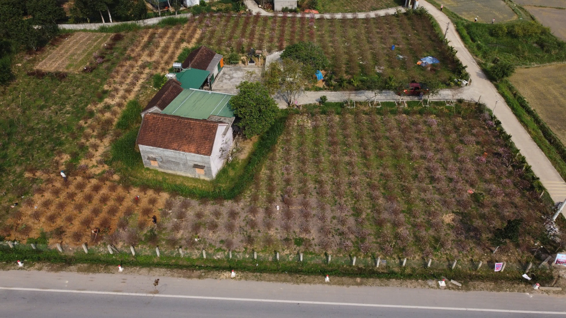 Đào nở đỏ rực trước Tết, chủ vườn đứng ngồi không yên- Ảnh 9. Đào nở đỏ rực trước Tết, chủ vườn đứng ngồi không yên- Ảnh 9.