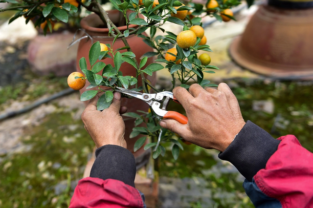 Những sai lầm trong cách chăm sóc khiến cây quất cảnh nhanh héo và rụng quả ngày Tết- Ảnh 1. Những sai lầm trong cách chăm sóc khiến cây quất cảnh nhanh héo và rụng quả ngày Tết- Ảnh 1.