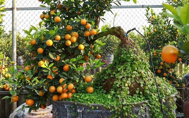 Những sai lầm trong cách chăm sóc khiến cây quất cảnh nhanh héo và rụng quả ngày Tết- Ảnh 2. Những sai lầm trong cách chăm sóc khiến cây quất cảnh nhanh héo và rụng quả ngày Tết- Ảnh 2.