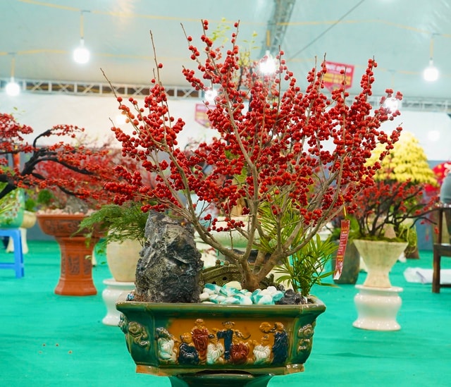 Tết Bính Ngọ: Đào đông nhập khẩu giá 'bỏng tay', người chơi tò mò- Ảnh 4.