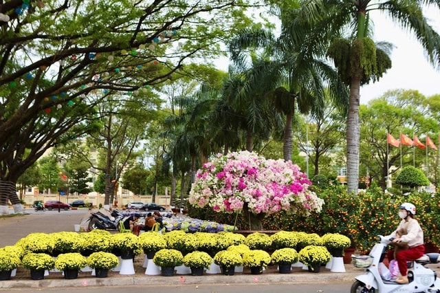 Hoa Tết 'xuống phố', Đắk Lắk ngập tràn sắc xuân- Ảnh 1.