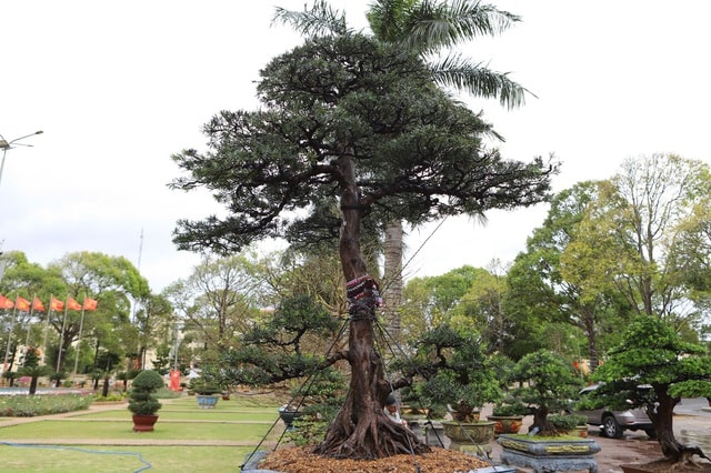 Hoa Tết 'xuống phố', Đắk Lắk ngập tràn sắc xuân- Ảnh 7.