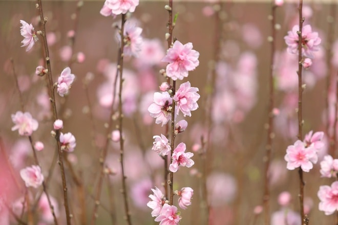 Đào nở đỏ rực trước Tết, chủ vườn đứng ngồi không yên- Ảnh 5. Đào nở đỏ rực trước Tết, chủ vườn đứng ngồi không yên- Ảnh 5.