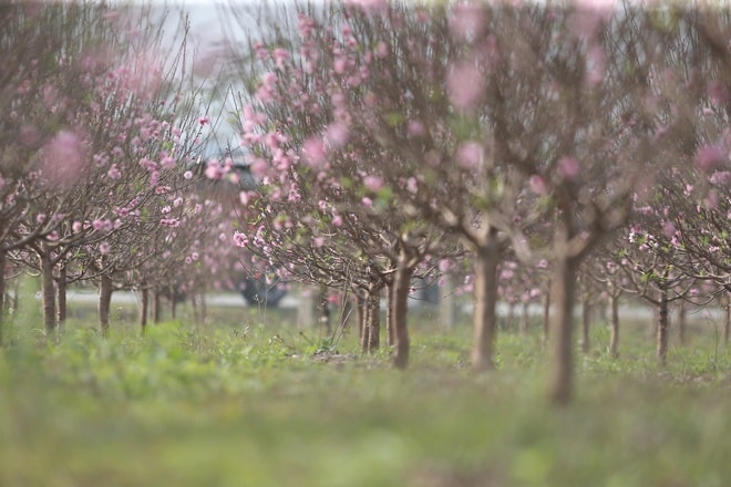 Đào nở đỏ rực trước Tết, chủ vườn đứng ngồi không yên- Ảnh 7. Đào nở đỏ rực trước Tết, chủ vườn đứng ngồi không yên- Ảnh 7.