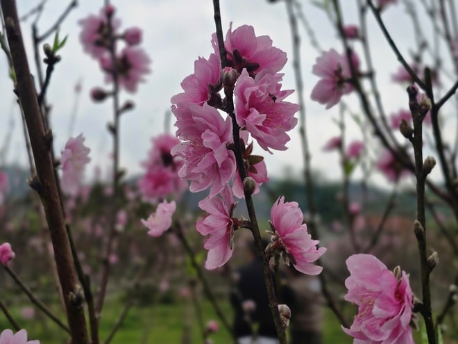 Đào nở đỏ rực trước Tết, chủ vườn đứng ngồi không yên- Ảnh 6. Đào nở đỏ rực trước Tết, chủ vườn đứng ngồi không yên- Ảnh 6.