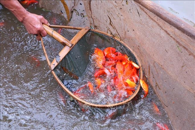 Thủ phủ cá chép rộn ràng vào vụ Tết ông Công, ông Táo- Ảnh 3.