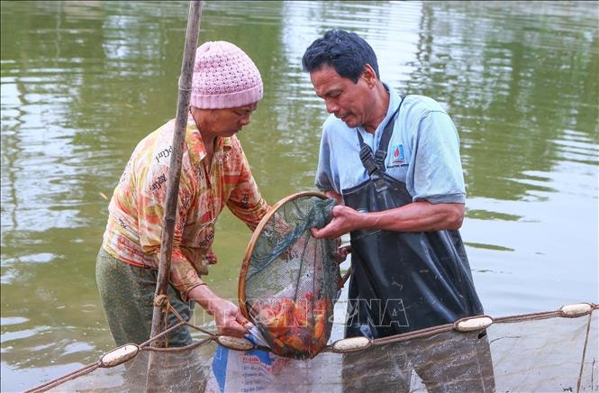 Thủ phủ cá chép rộn ràng vào vụ Tết ông Công, ông Táo- Ảnh 1.