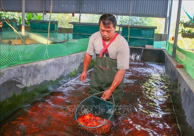 Thủ phủ cá chép rộn ràng vào vụ Tết ông Công, ông Táo- Ảnh 2.