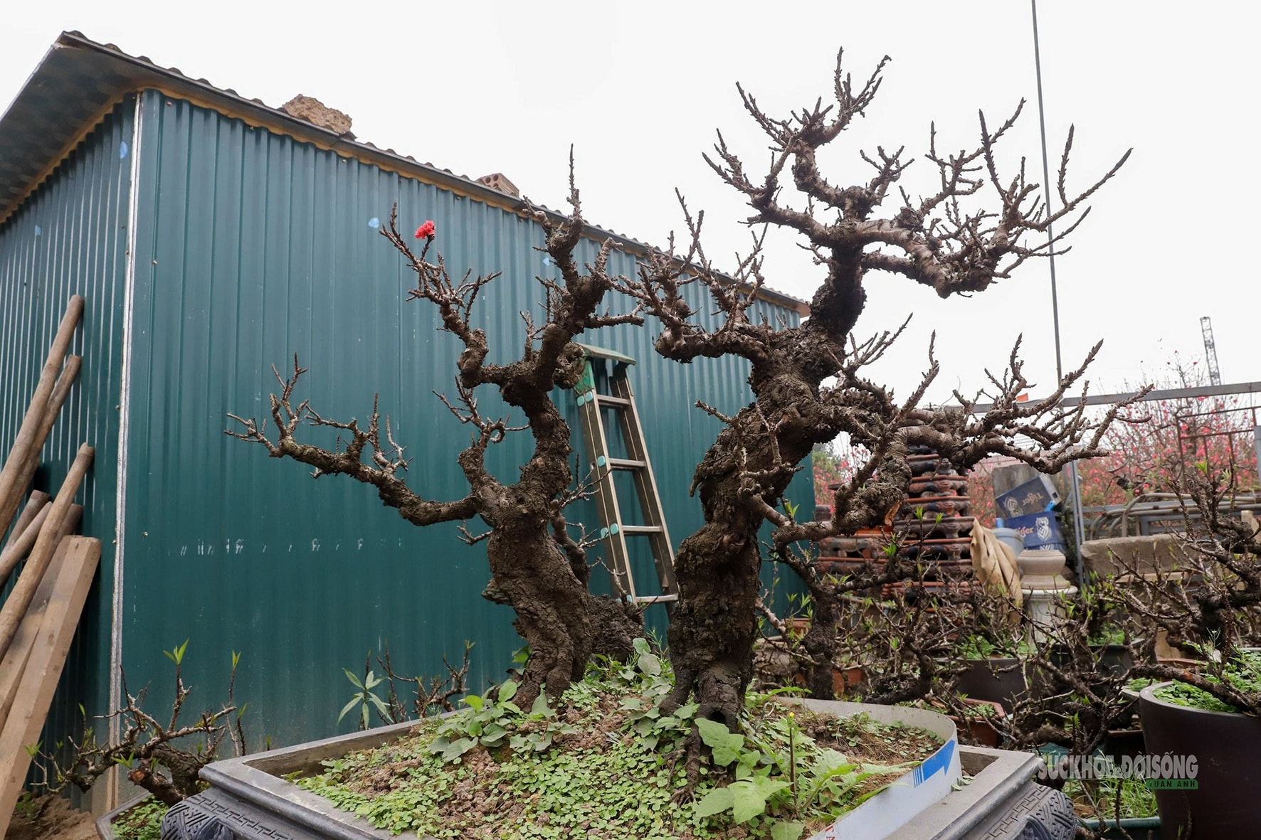 Đào 'tiến vua' Nhật Tân ngủ điều hòa chờ Tết- Ảnh 2. Đào 'tiến vua' Nhật Tân ngủ điều hòa chờ Tết- Ảnh 2.