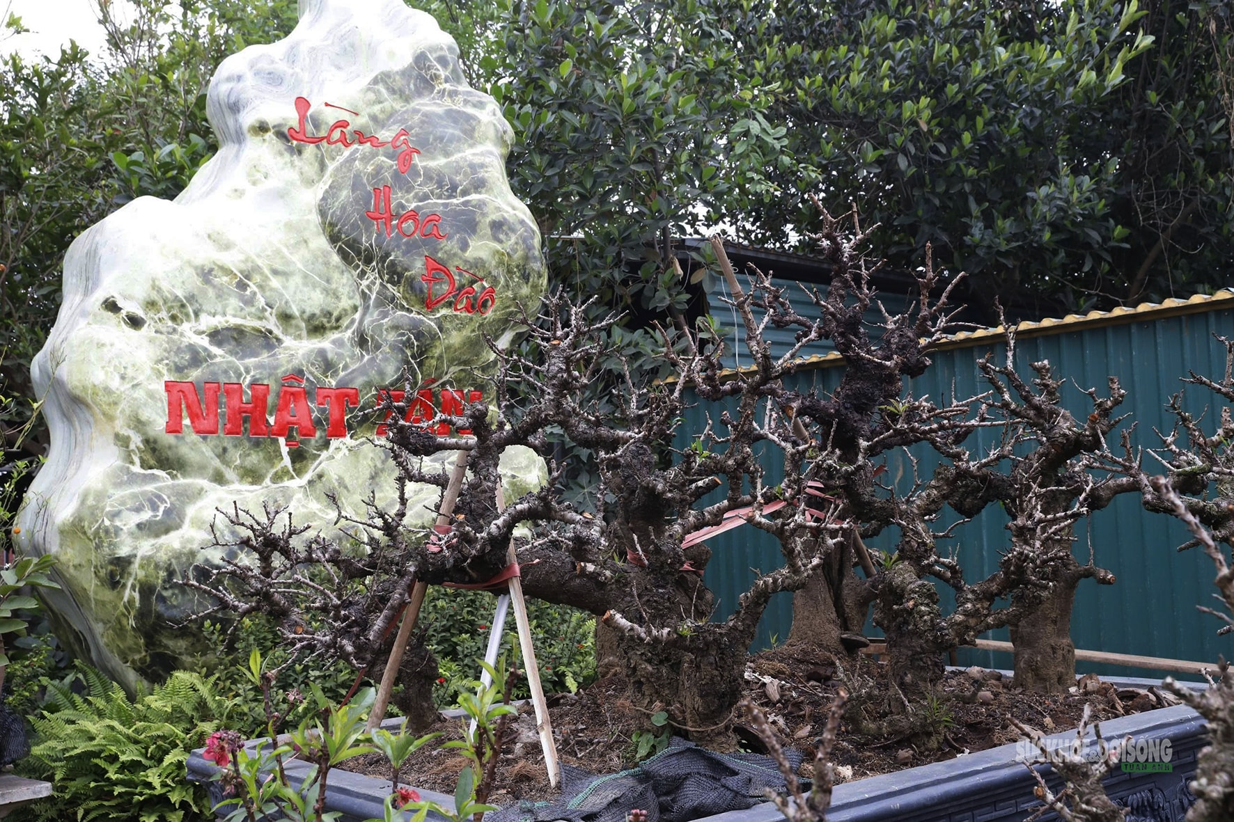 Đào 'tiến vua' Nhật Tân ngủ điều hòa chờ Tết- Ảnh 4. Đào 'tiến vua' Nhật Tân ngủ điều hòa chờ Tết- Ảnh 4.