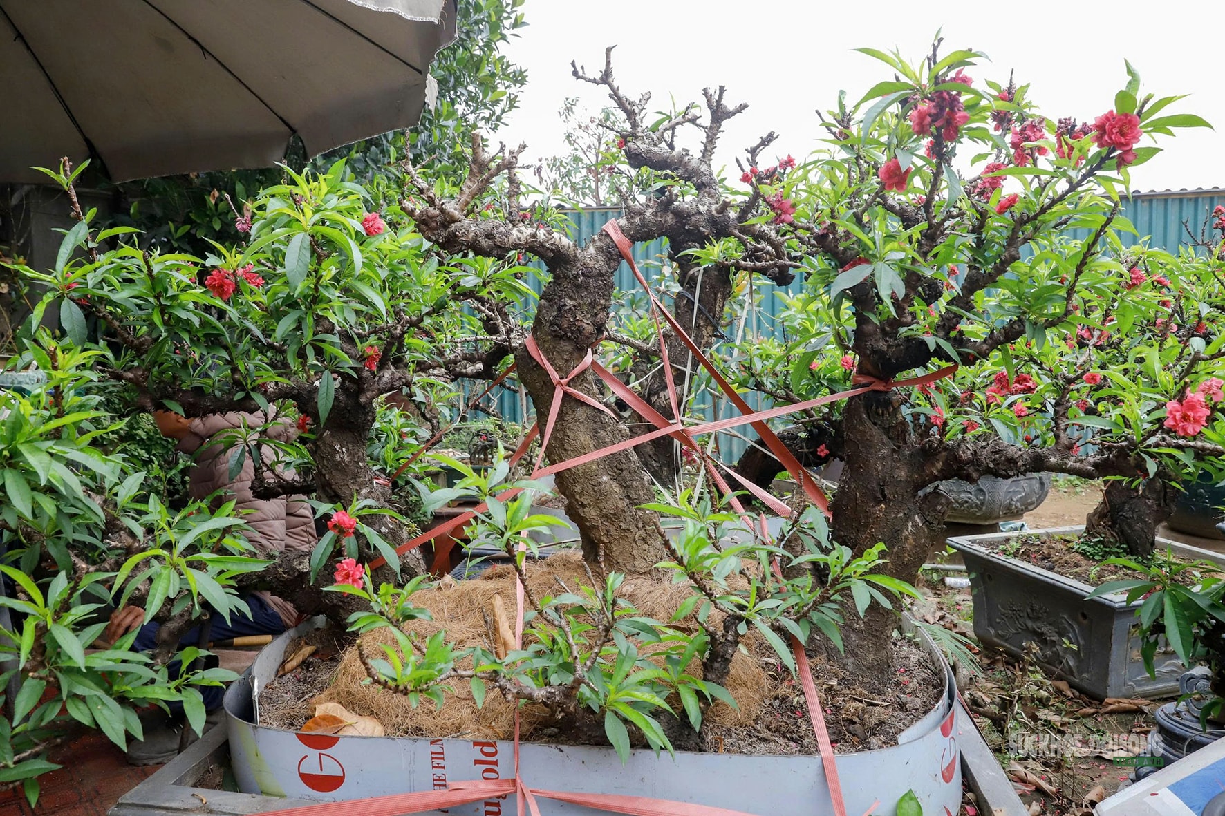 Đào 'tiến vua' Nhật Tân ngủ điều hòa chờ Tết- Ảnh 5. Đào 'tiến vua' Nhật Tân ngủ điều hòa chờ Tết- Ảnh 5.