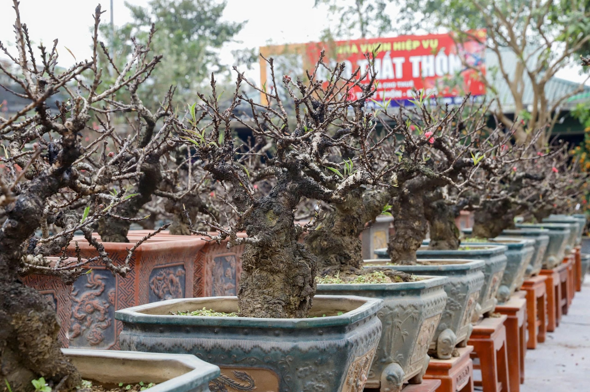 Đào 'tiến vua' Nhật Tân ngủ điều hòa chờ Tết- Ảnh 8. Đào 'tiến vua' Nhật Tân ngủ điều hòa chờ Tết- Ảnh 8.