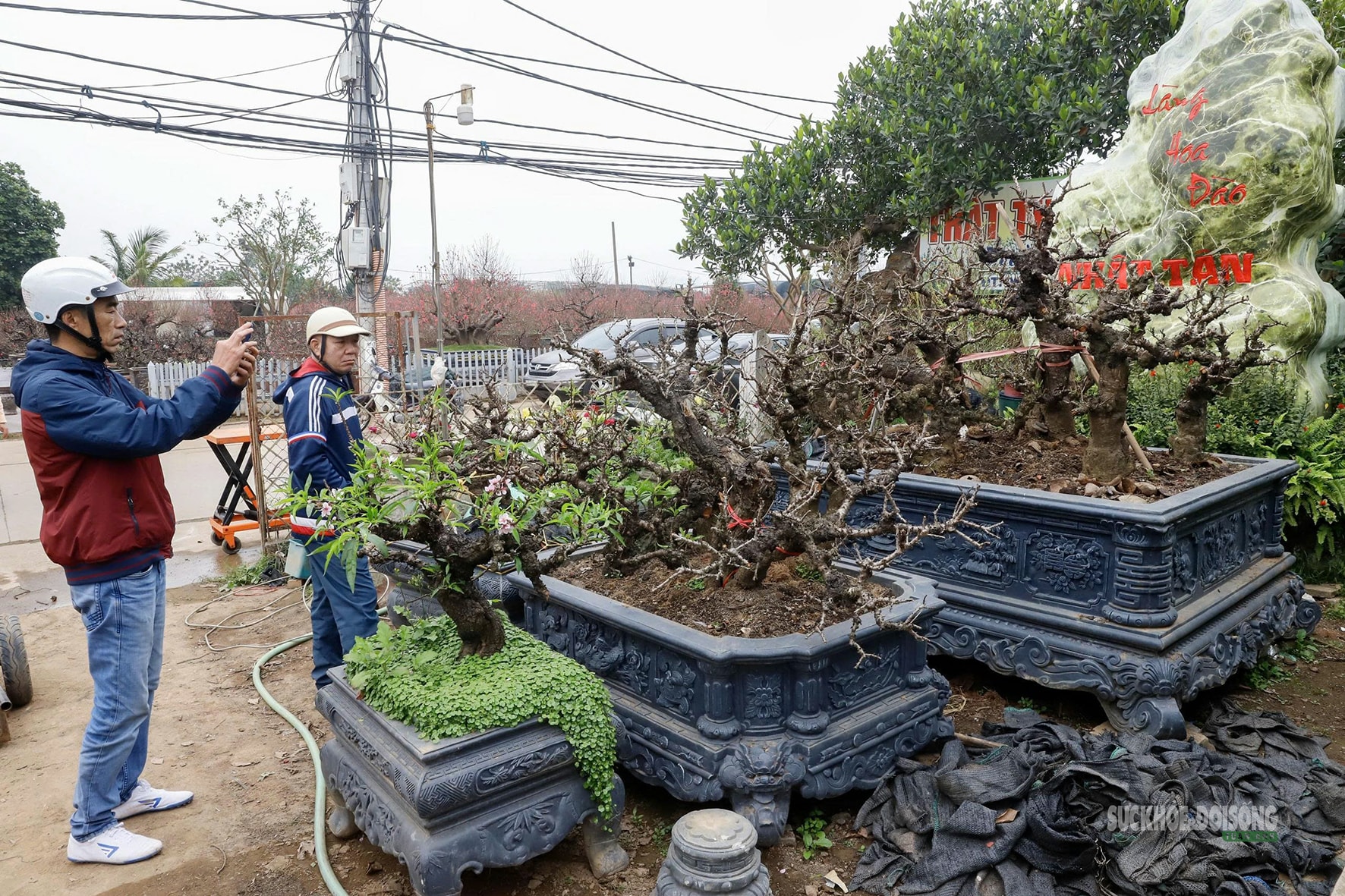 Đào 'tiến vua' Nhật Tân ngủ điều hòa chờ Tết- Ảnh 6. Đào 'tiến vua' Nhật Tân ngủ điều hòa chờ Tết- Ảnh 6.