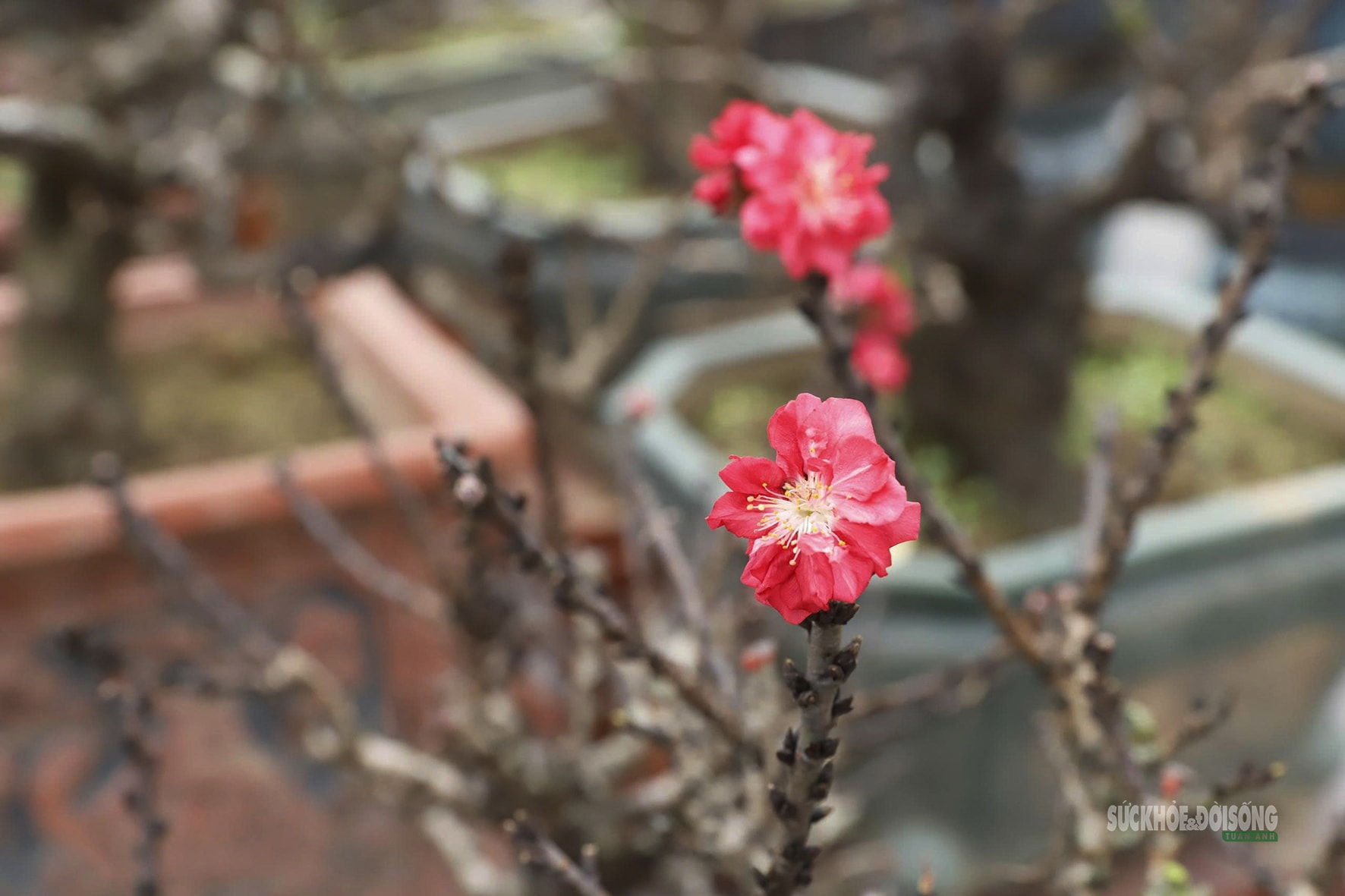 Đào 'tiến vua' Nhật Tân ngủ điều hòa chờ Tết- Ảnh 7. Đào 'tiến vua' Nhật Tân ngủ điều hòa chờ Tết- Ảnh 7.