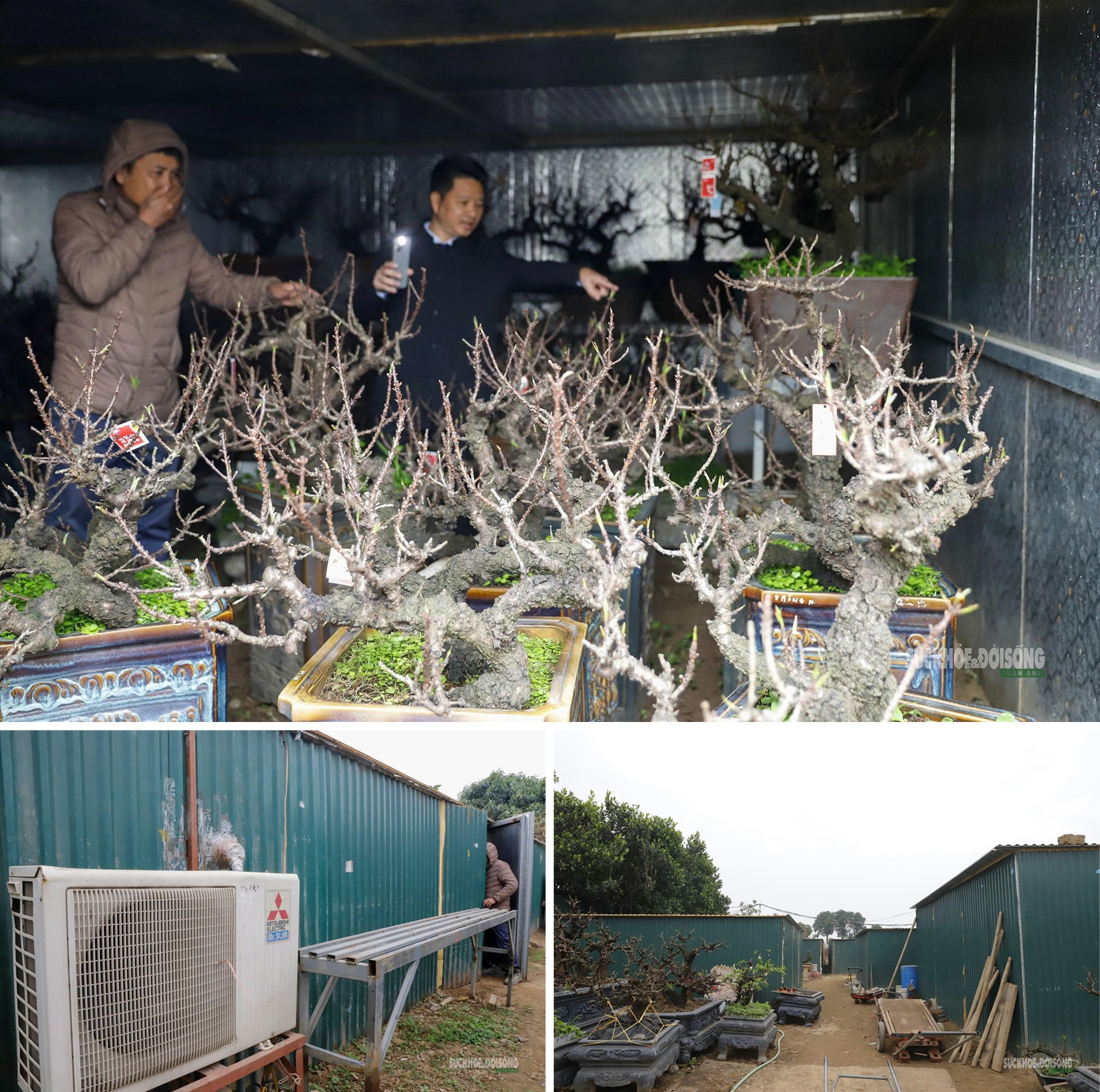 Đào 'tiến vua' Nhật Tân ngủ điều hòa chờ Tết- Ảnh 3. Đào 'tiến vua' Nhật Tân ngủ điều hòa chờ Tết- Ảnh 3.