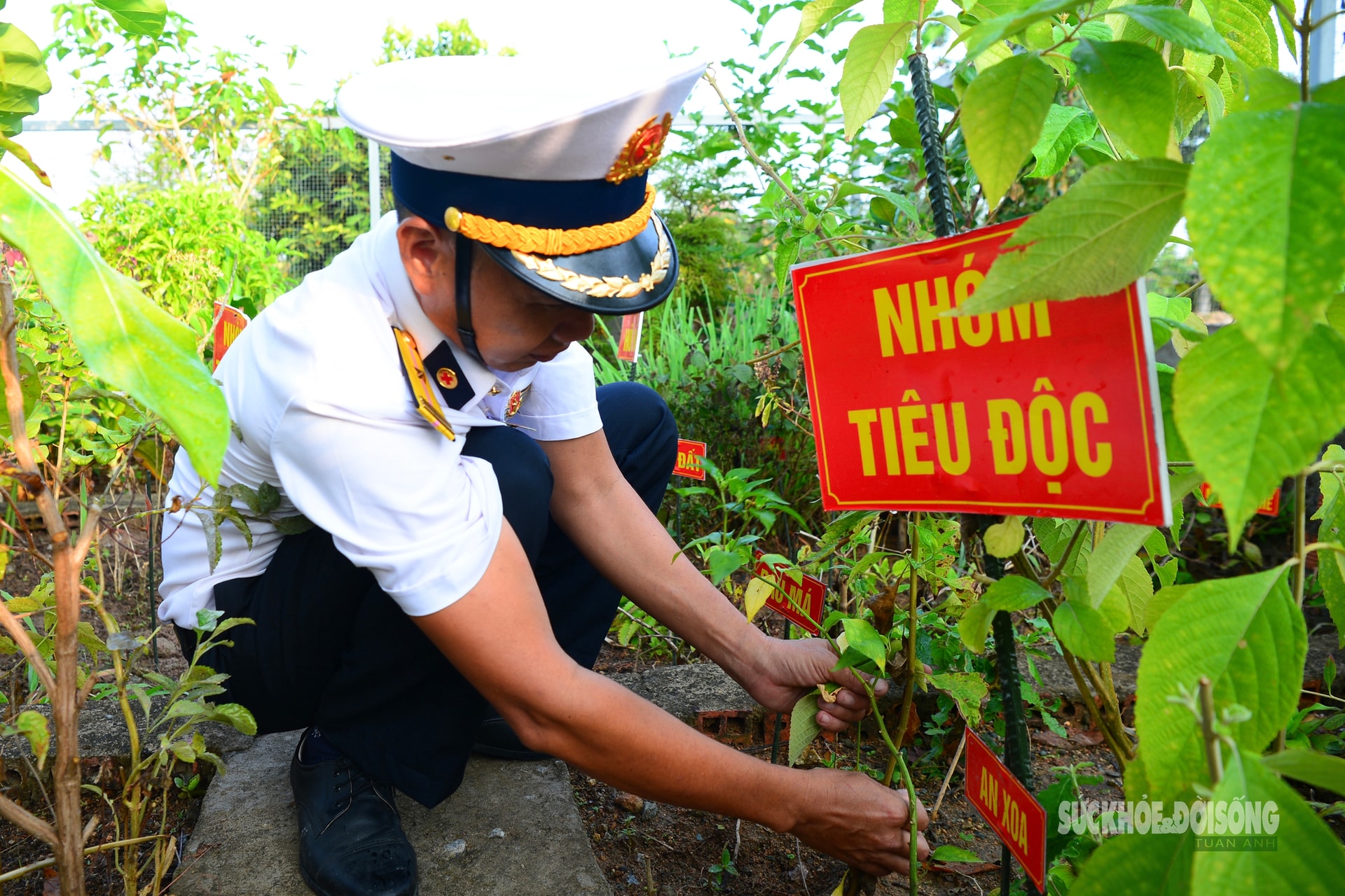 Những 'tủ thuốc xanh' giữa biển khơi- Ảnh 6.