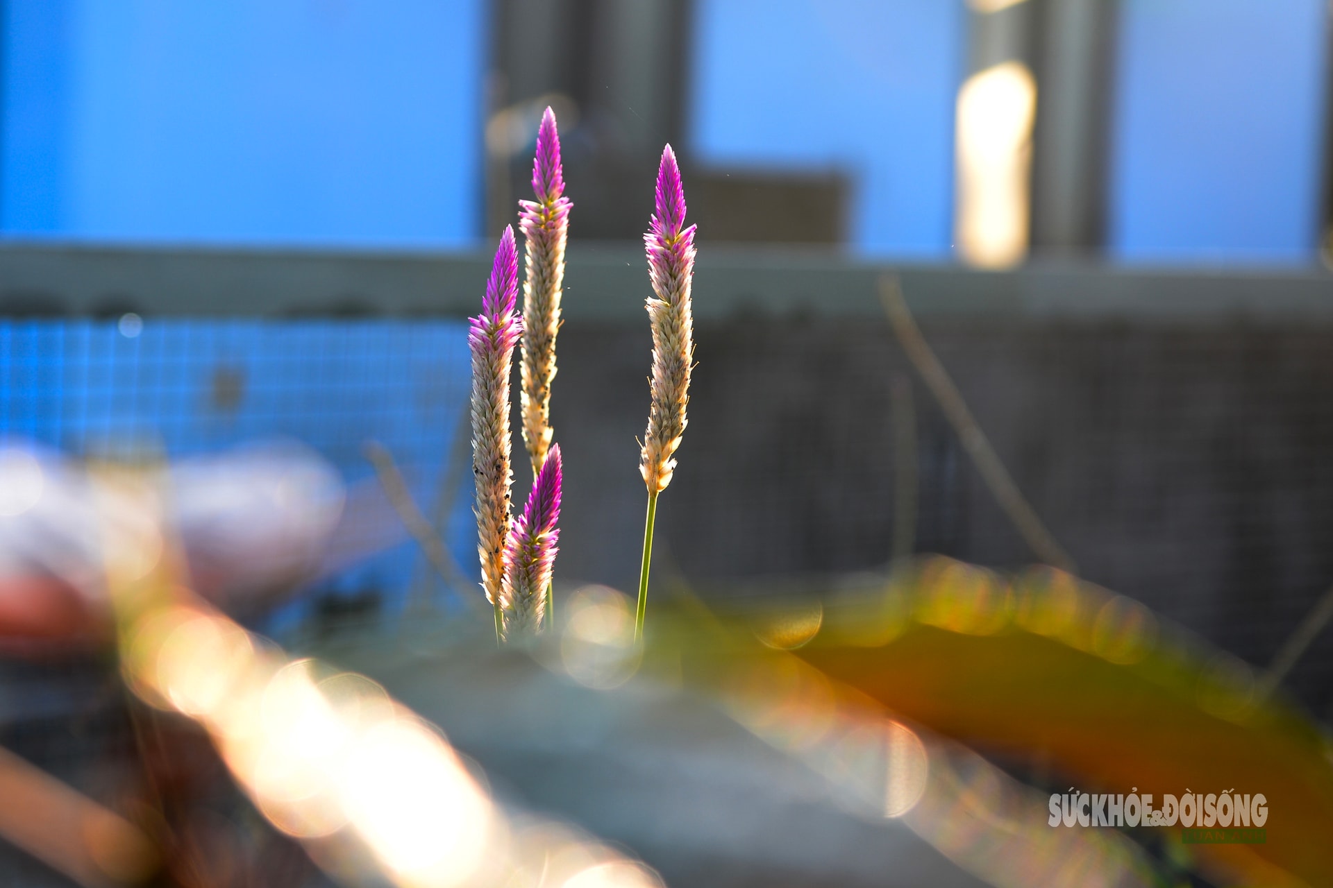 Những 'tủ thuốc xanh' giữa biển khơi- Ảnh 7.