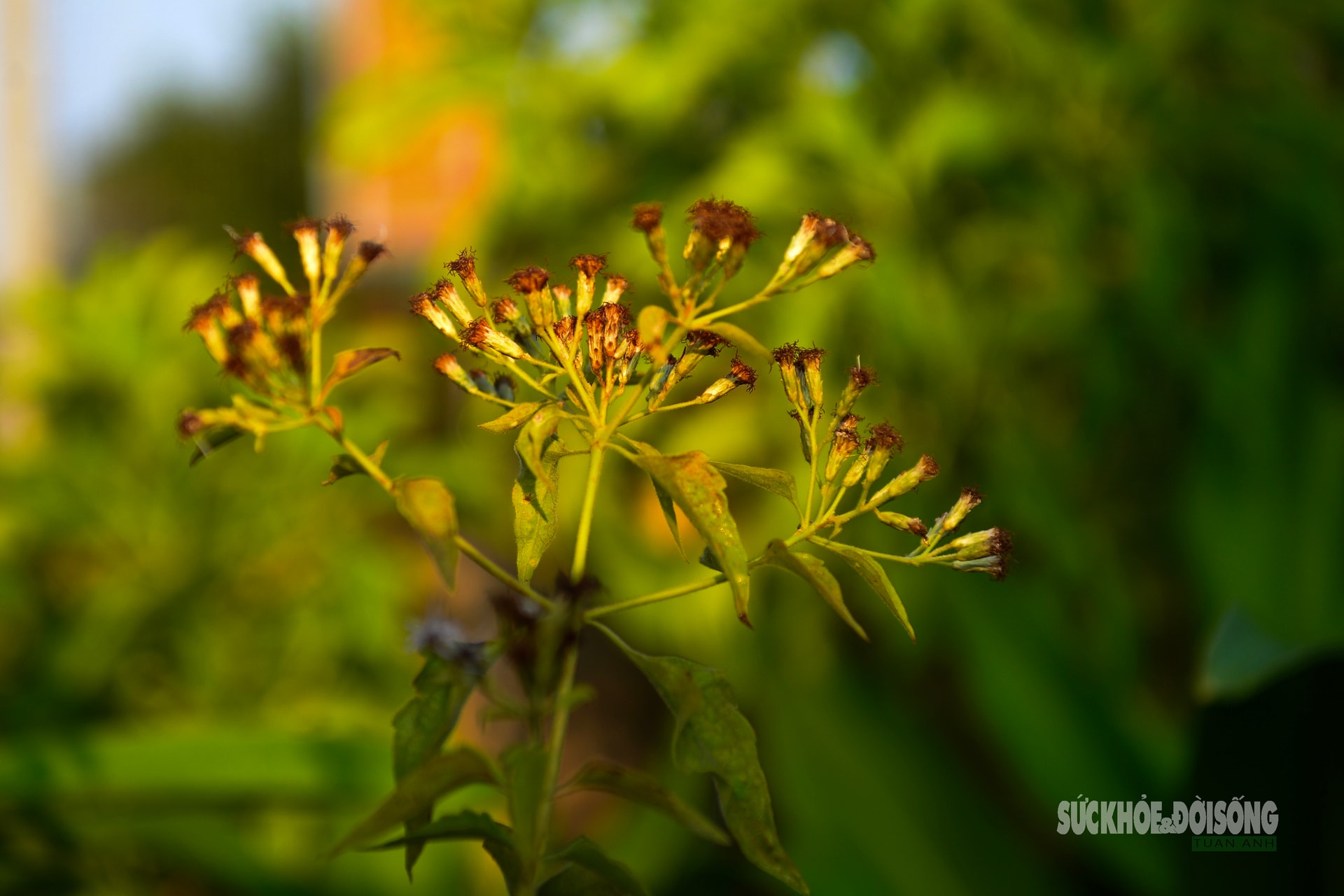 Những 'tủ thuốc xanh' giữa biển khơi- Ảnh 8.