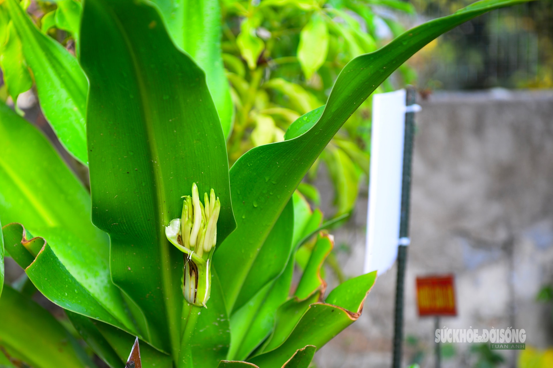 Những 'tủ thuốc xanh' giữa biển khơi- Ảnh 9.