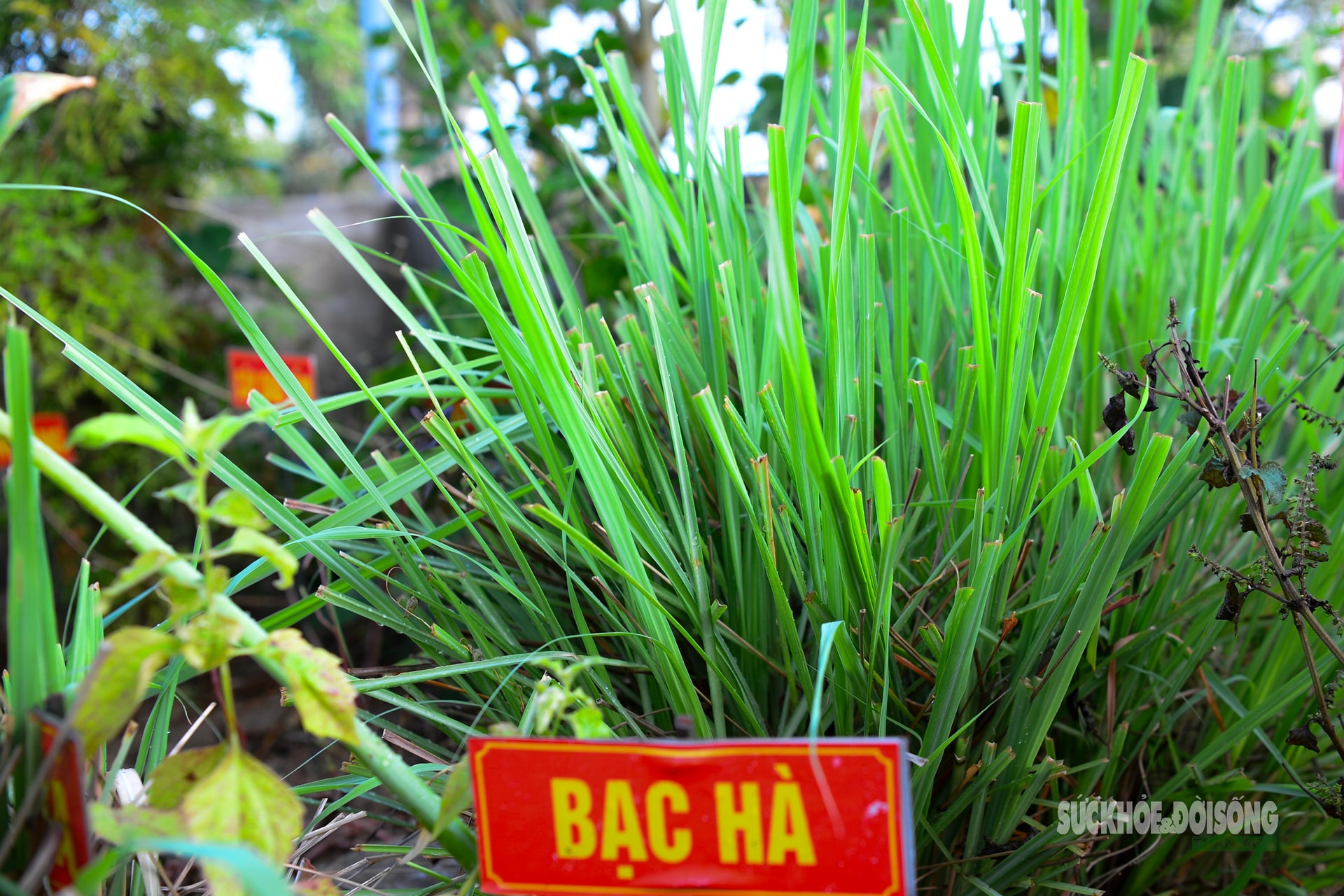 Những 'tủ thuốc xanh' giữa biển khơi- Ảnh 11.