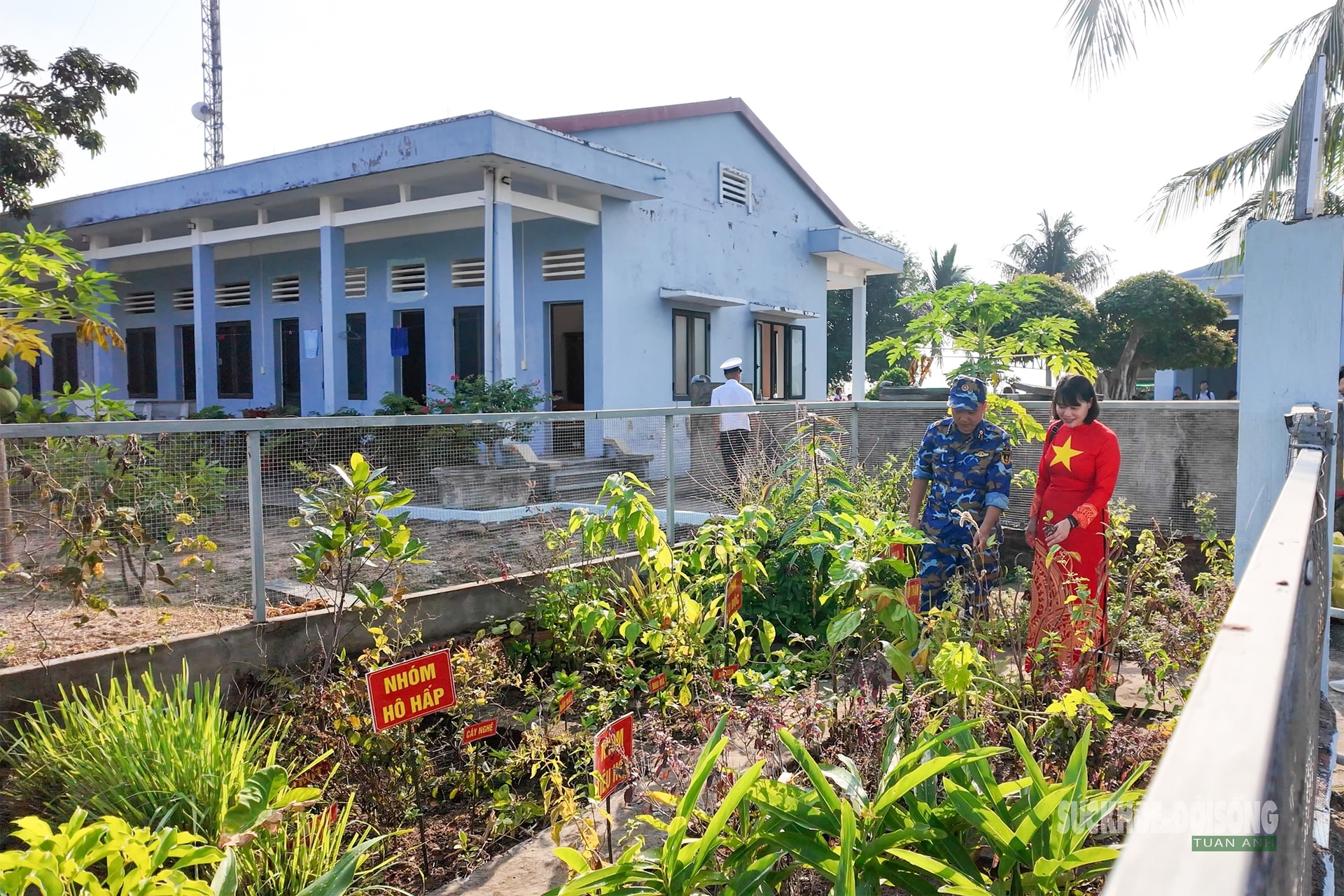 Những 'tủ thuốc xanh' giữa biển khơi- Ảnh 13.