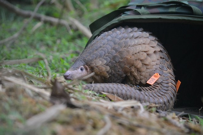 Tái thả nhiều động vật hoang dã quý hiếm về môi trường tự nhiên- Ảnh 3.