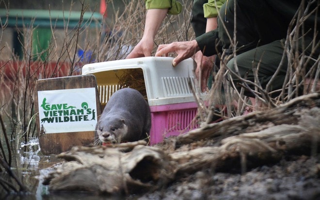 Tái thả nhiều động vật hoang dã quý hiếm về môi trường tự nhiên- Ảnh 4.