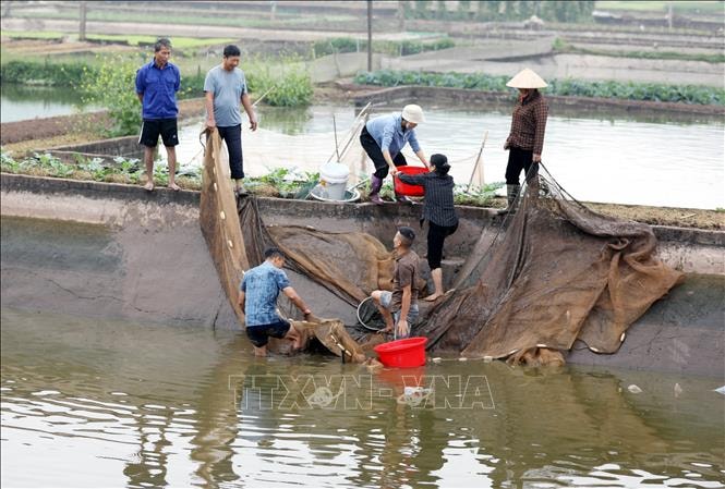 Làng cá chép đỏ Thủy Trầm nhộn nhịp trước ngày ông Công, ông Táo- Ảnh 1.