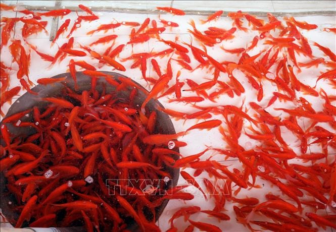 Làng cá chép đỏ Thủy Trầm nhộn nhịp trước ngày ông Công, ông Táo- Ảnh 5.