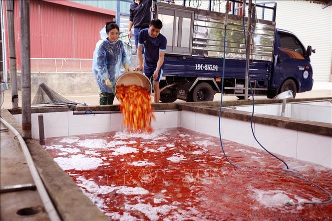 Làng cá chép đỏ Thủy Trầm nhộn nhịp trước ngày ông Công, ông Táo- Ảnh 4.