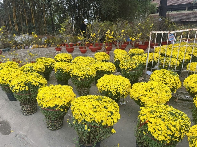 Đào quất xuống phố sớm, chợ Tết vẫn chưa đông- Ảnh 9.