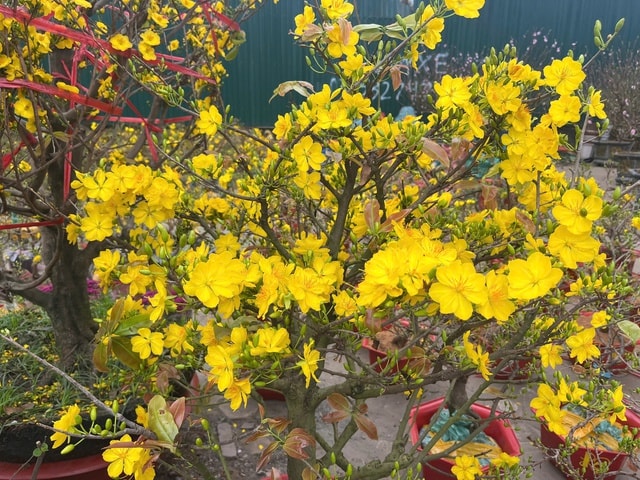 Đào quất xuống phố sớm, chợ Tết vẫn chưa đông- Ảnh 8.